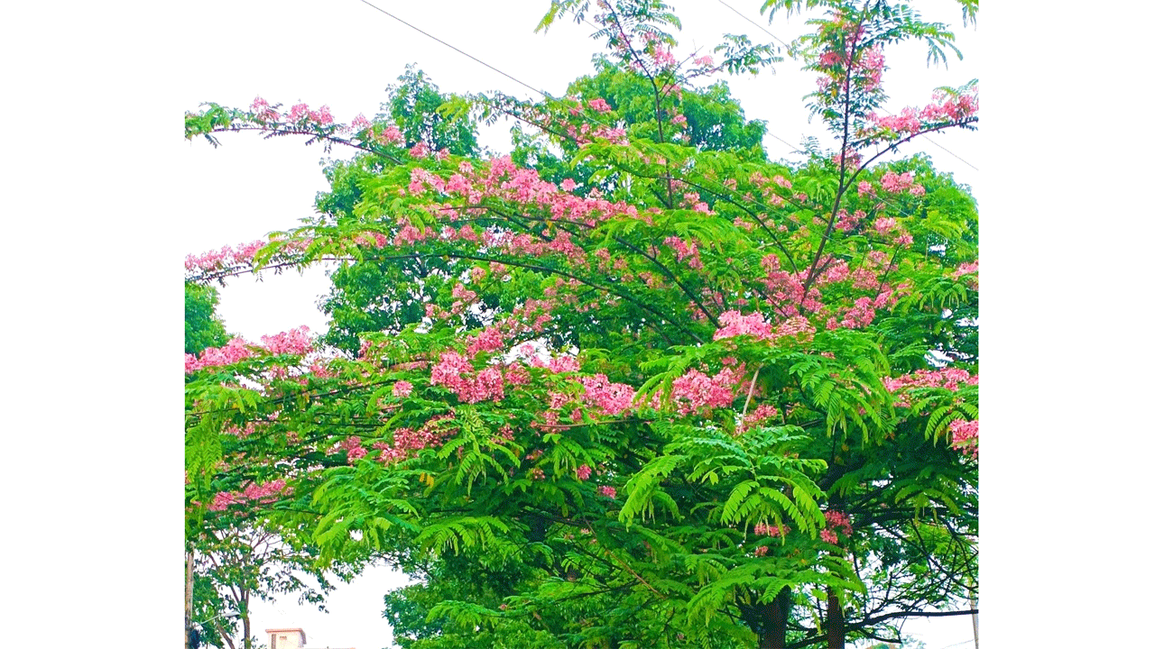 দৃষ্টিনন্দন ক্যাসিয়া জাভানিকা ফুল