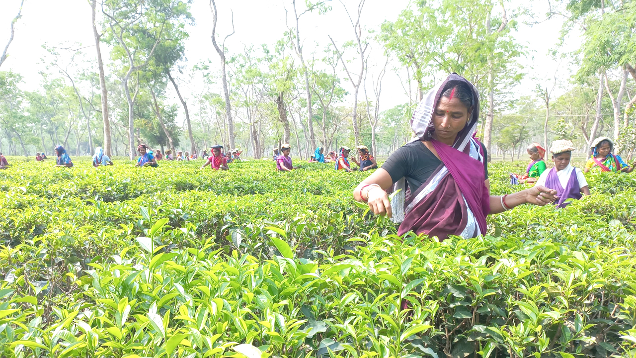 পর্যটকদের হাতছানি দিয়ে ডাকছে শ্রীমঙ্গলের সবুজ প্রকৃতি