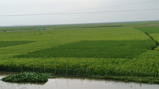 হাওরের ধান