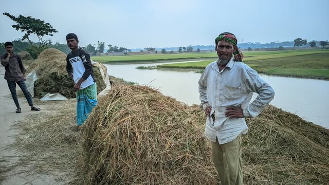 ক্ষতির মুখে বোরো ধান