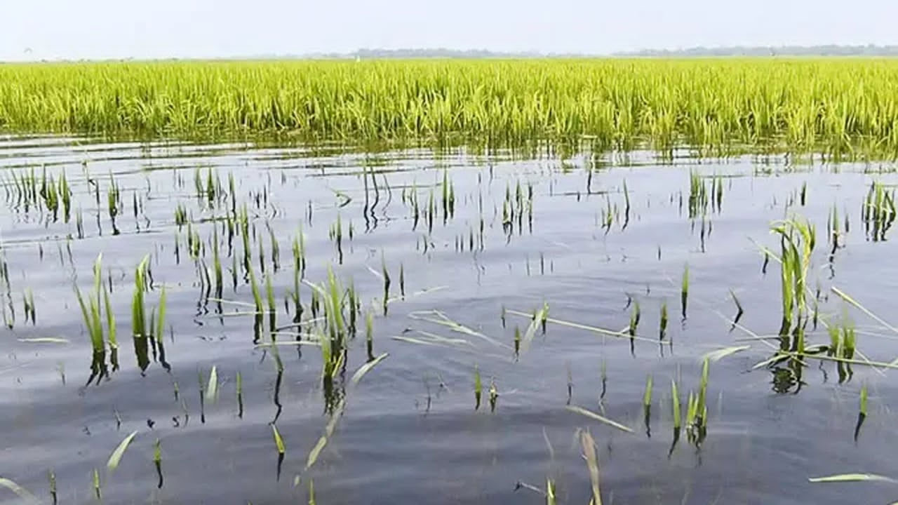 অতিবৃষ্টির কারণে ফসলি জমি পানিতে তলিয়ে গেছে