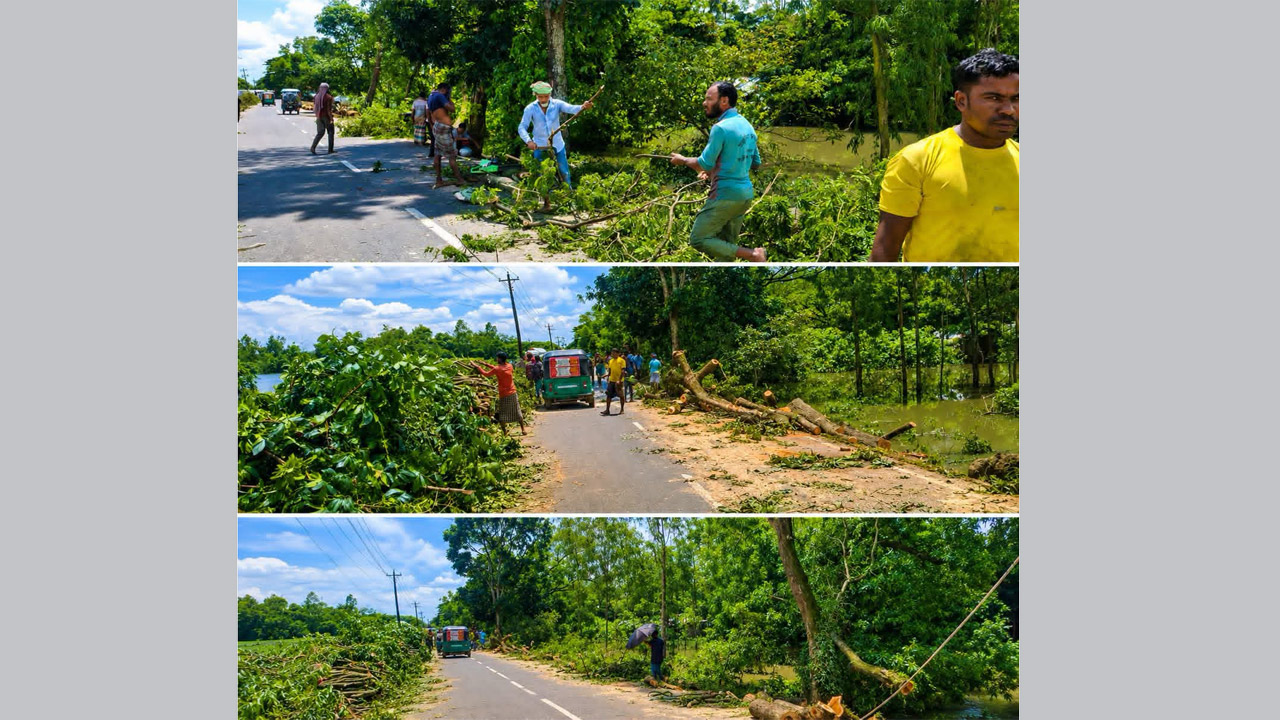 সাচনাবাজার-সুনামগঞ্জ সড়কের দুই পাশের গাছ কাটা বন্ধ, চলছে তদন্ত