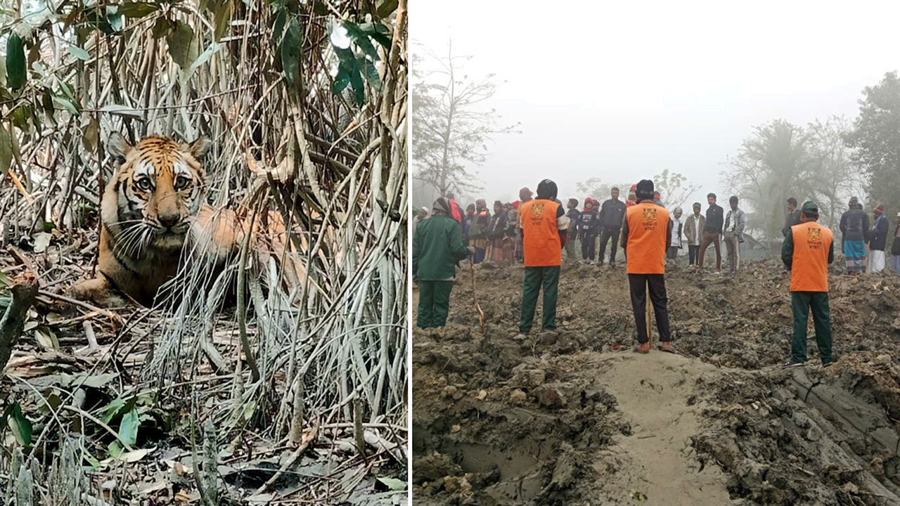সুন্দরবনে ফাঁদে আটকে পড়া বাঘটিকে উদ্ধার করা হয়েছে