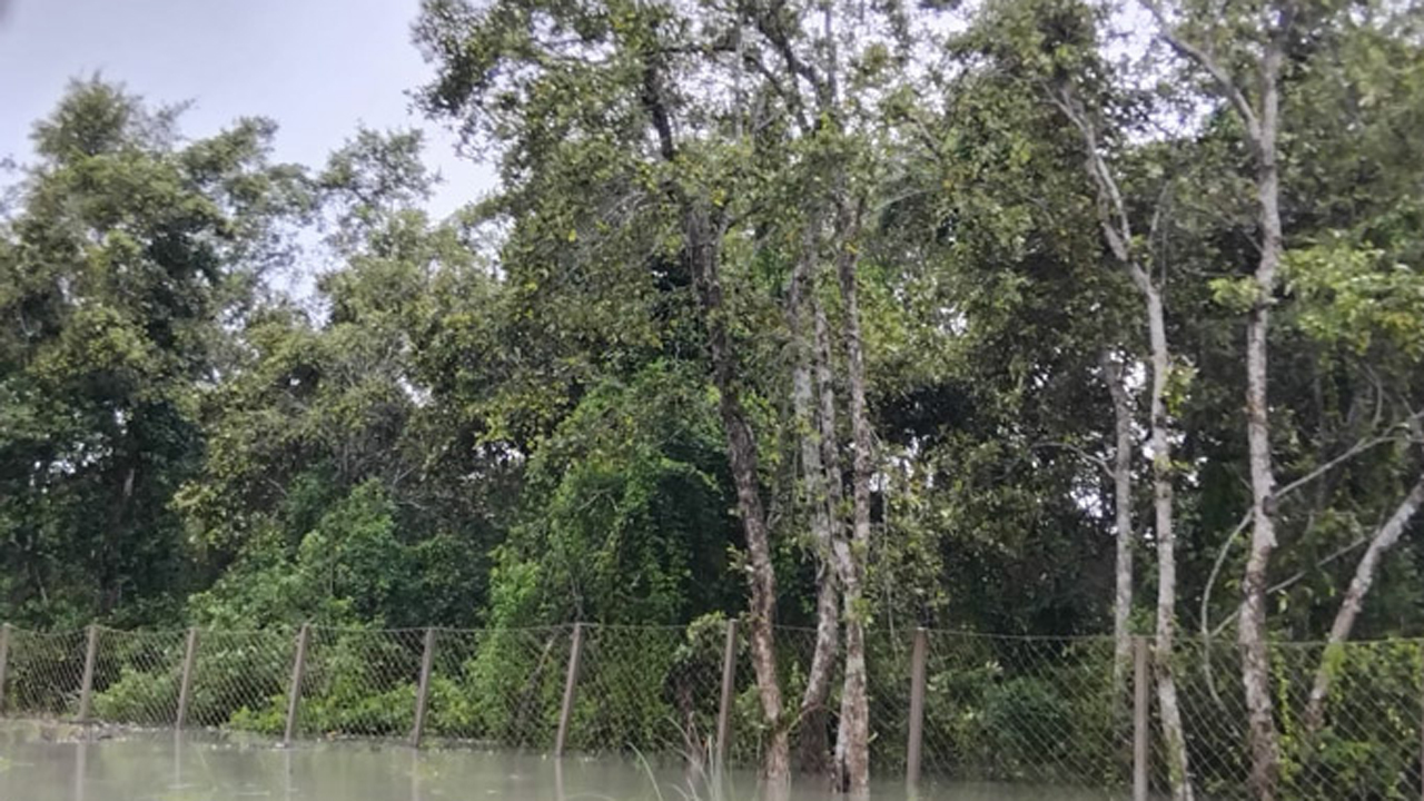 জোয়ারের পানিতে তলিয়ে যাওয়া সুন্দরবনের একটি অংশ