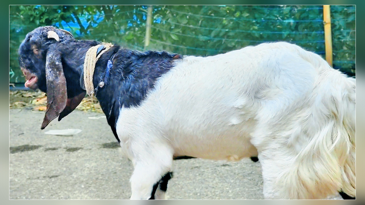 ‘তোতাপুরি’ খাসি