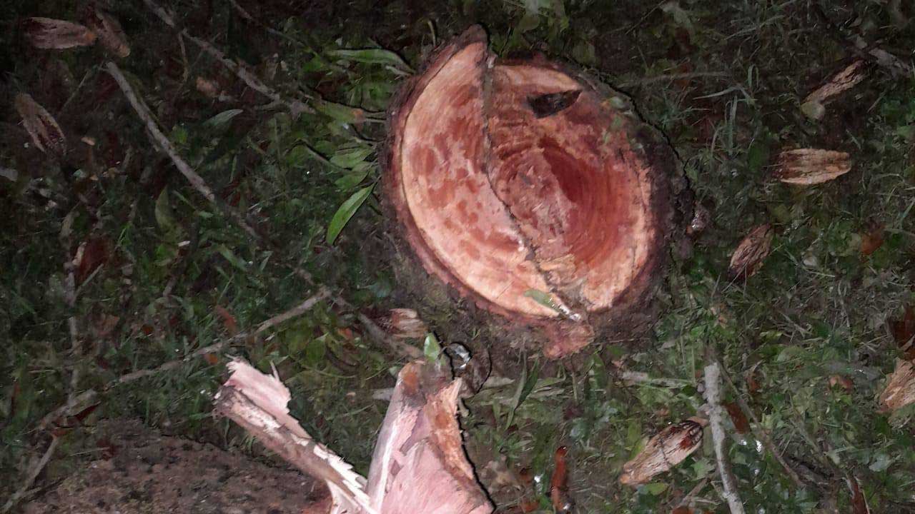 শাবিপ্রবি ক্যাম্পাসে কেটে নেয়া গাছের গোড়া
