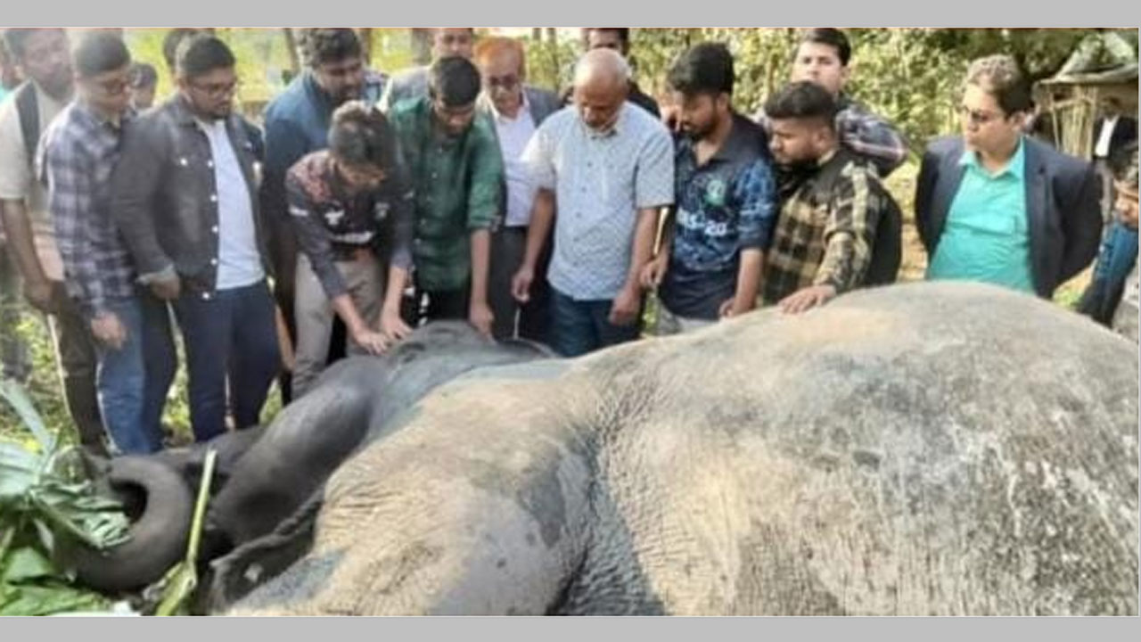 খাদে পড়ে যাওয়া হাতিটিকে উদ্ধার করে প্রাথমিক চিকিৎসা দেয়া হচ্ছে