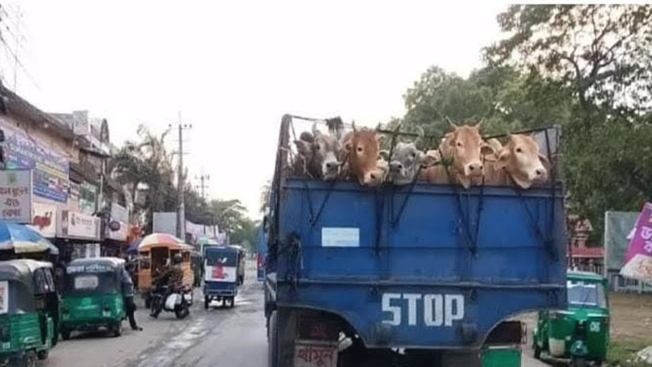 ভারতীয় গরু