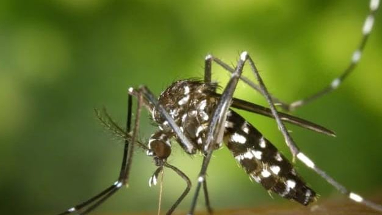 সিলেটে ডেঙ্গুর প্রকোপ, বাড়ছে আক্রান্তের সংখ্যা।