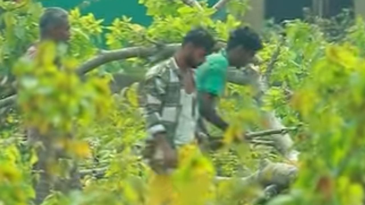 তাহিরপুরের পর্যটন স্পট বারেকটিলার গাছ এভাবে প্রকাশ্যে কেটে নেয়া হচ্ছে