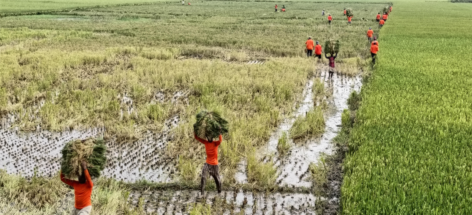 ধান পেকে যাওয়ায় হাওরে কর্মব্যস্ত কৃষক-শ্রমিকরা