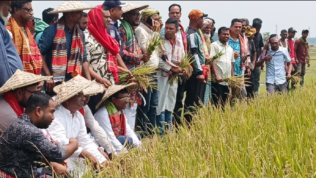 তাহিরপুরে উৎসব মুখর পরিবেশে ধান কাটা শুরু