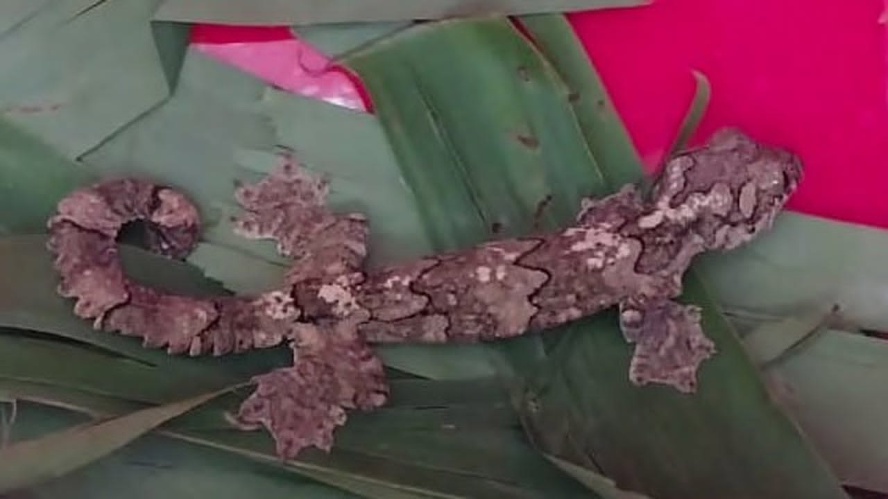 তক্ষক পাচারকালে আটক ৯