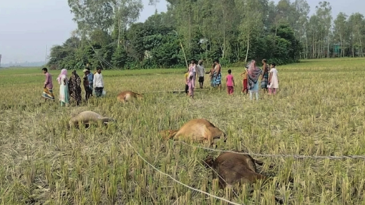 টাঙ্গাইলে বিদ্যুৎস্পৃষ্টে ৫ গরুর মৃত্যু, ক্ষতিপূরণ দাবি