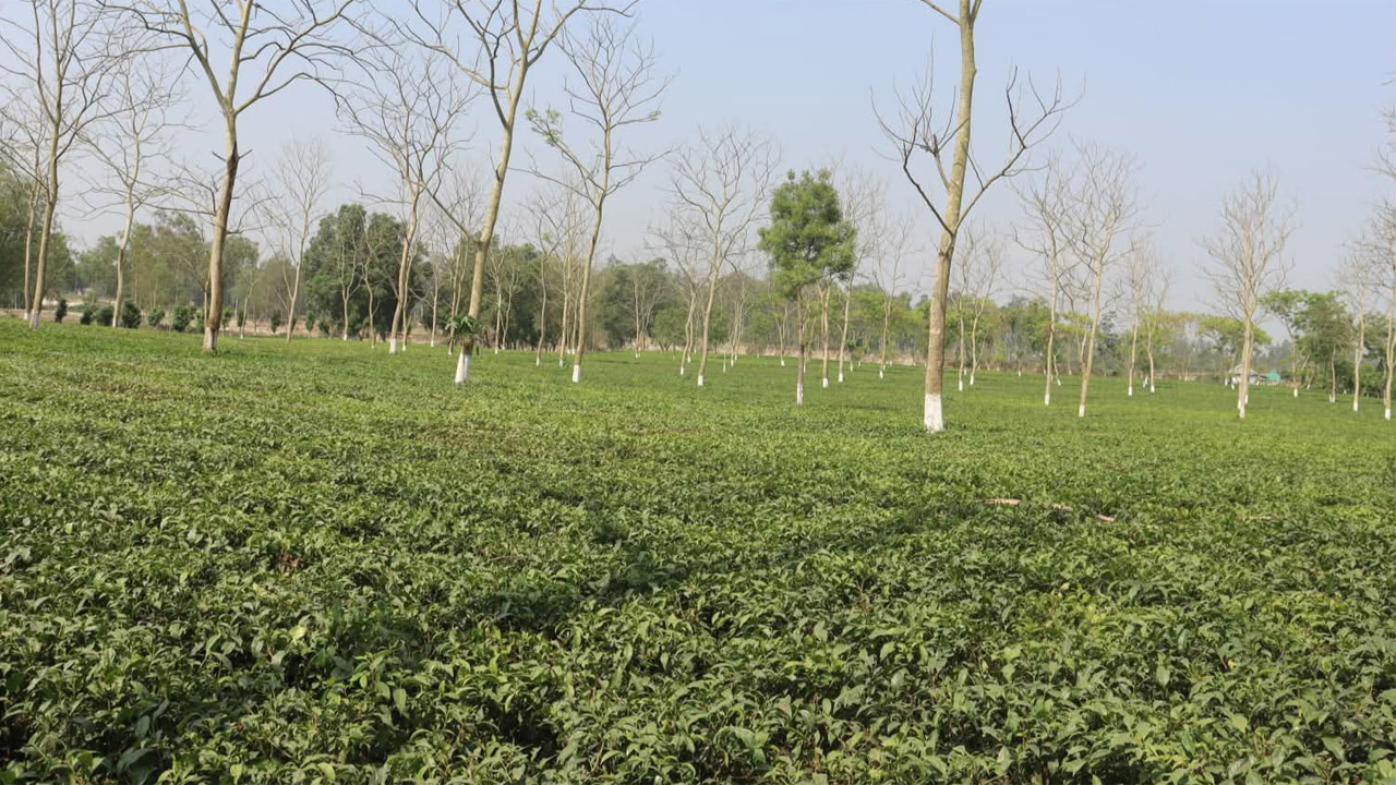 চা বাগান