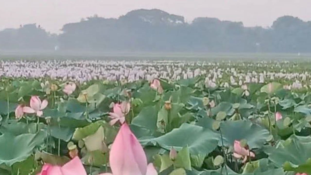 কেন্দুয়ার দাঁড়াইল বিলে অপরুপ সাজে পদ্মফুল