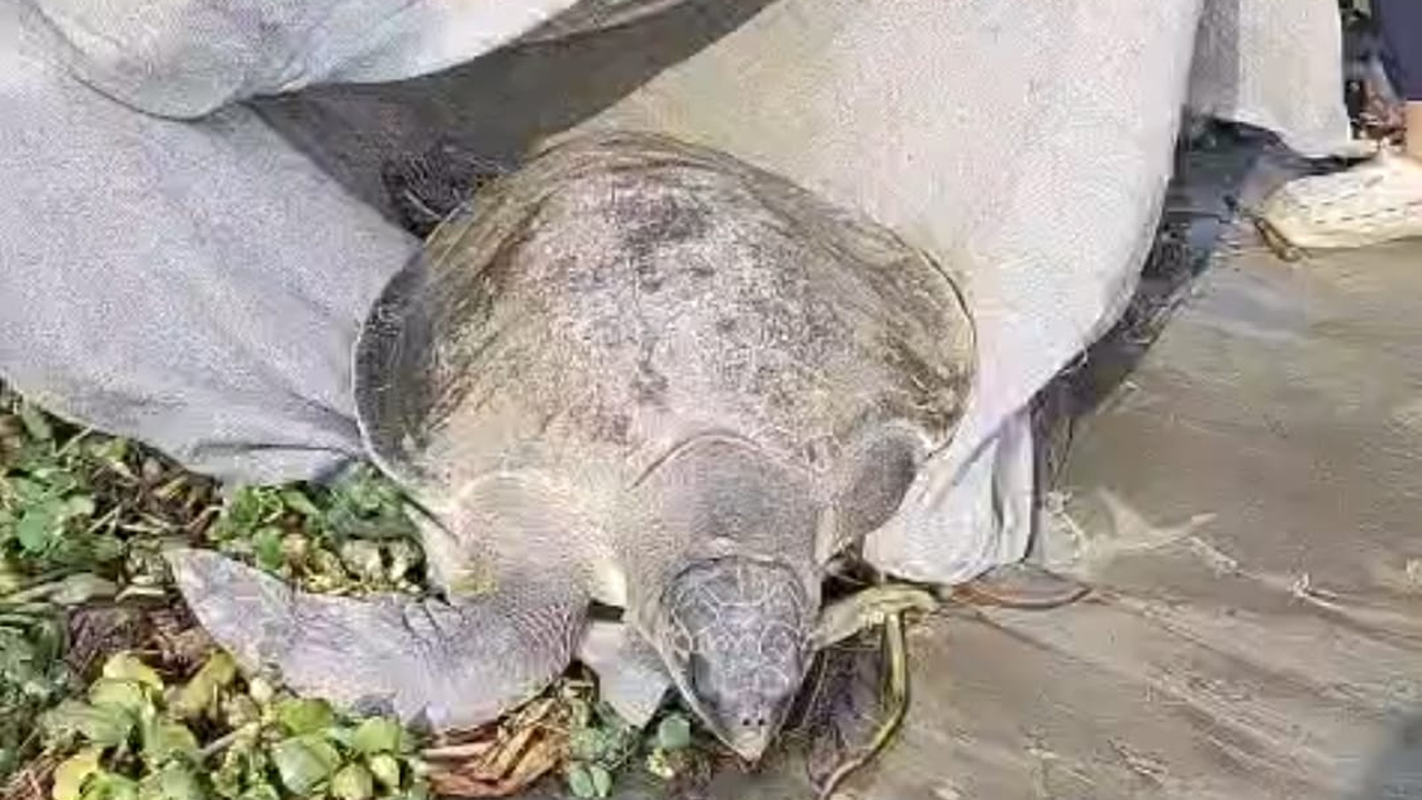 দৌলতখানে জালে ধরা পড়ে ৪০ কেজি ওজনের কচ্ছপ