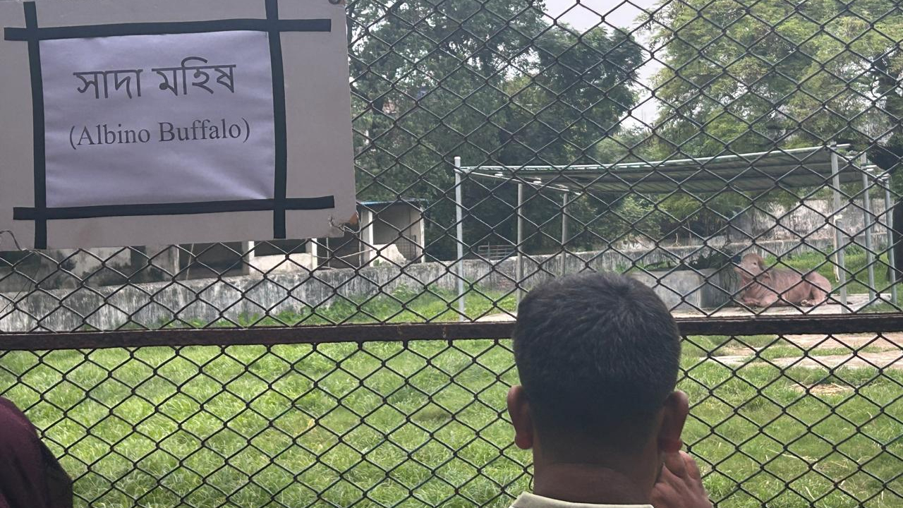 ‘ডোনাল্ড ট্রাম্প’ নাম দেয়া বিরল প্রজাতির সাদা মহিষটি বর্তমানে মিরপুর জাতীয় চিড়িয়াখানায় রাখা হয়েছে
