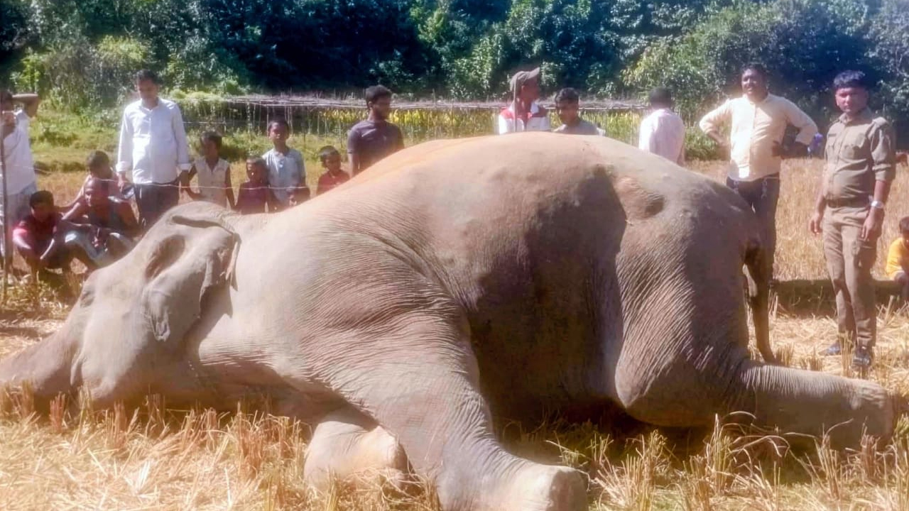 কারেন্টজালে জড়িয়ে হাতির মৃত্যু।