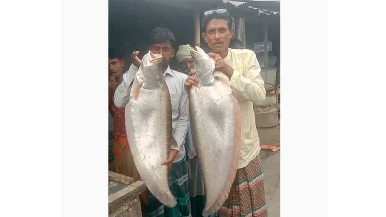 চিতল মাছ