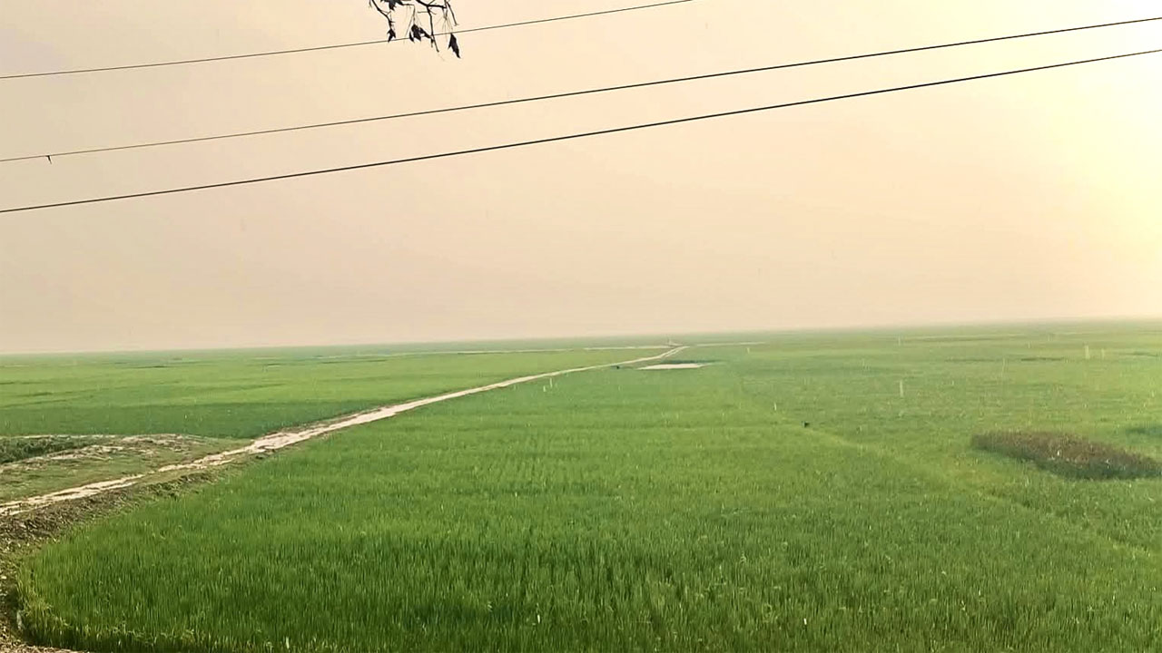 হাওরের ধান