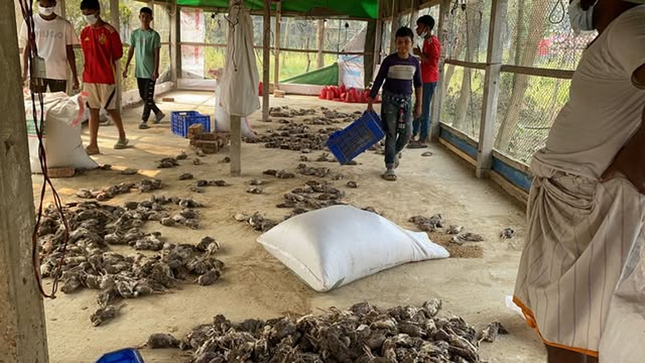 কোয়েল পাখির খামার