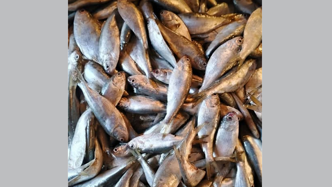 চাপিলা নামে জাটকা