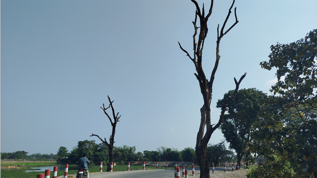 সড়কের পাশে মৃত গাছ