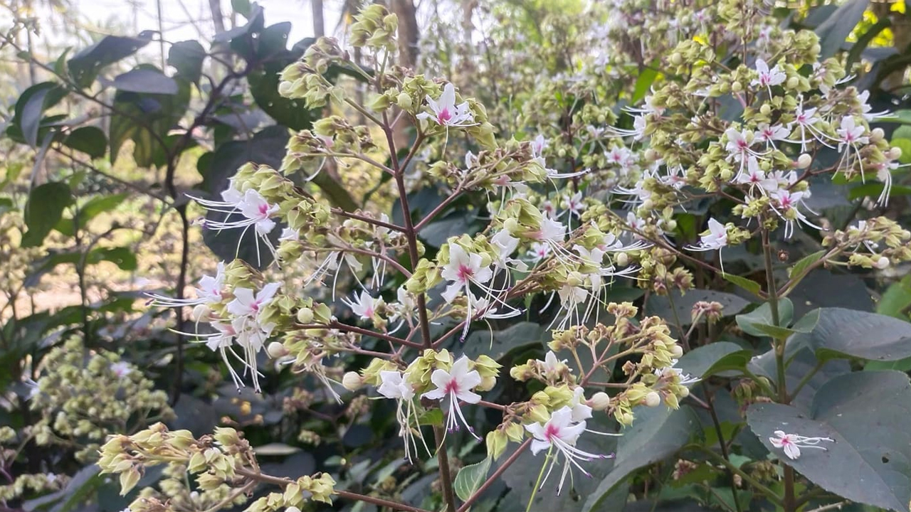 ভাঁট ফুল