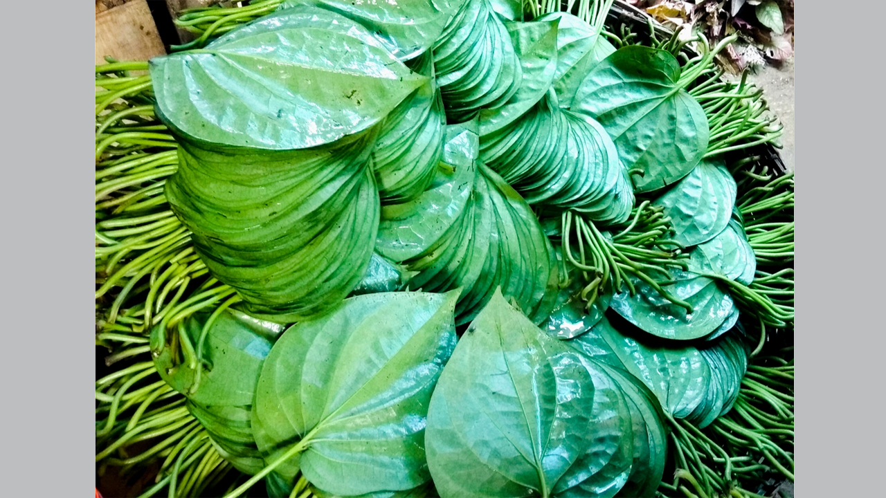 পান পাতা