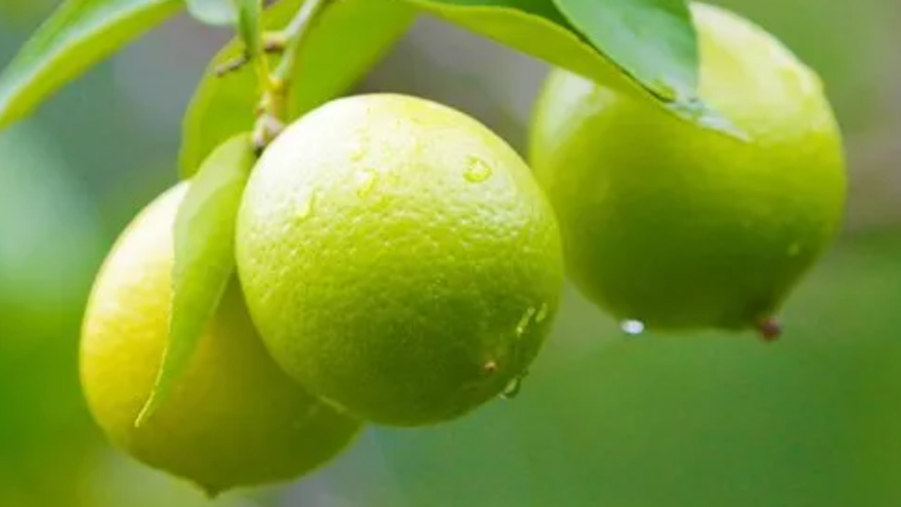 দেশী লেবু