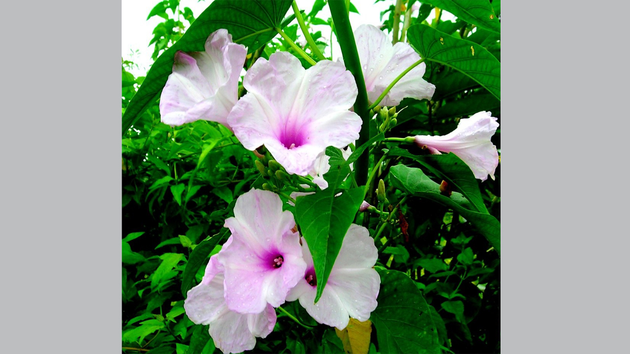 ঢোলকলমি