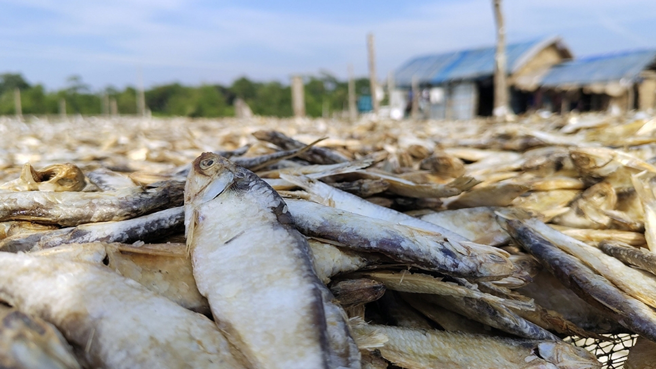 শুঁটকির রাজ্যে ব্যস্ততা