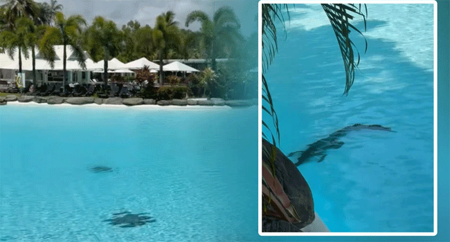 সুইমিংপুলে কুমির