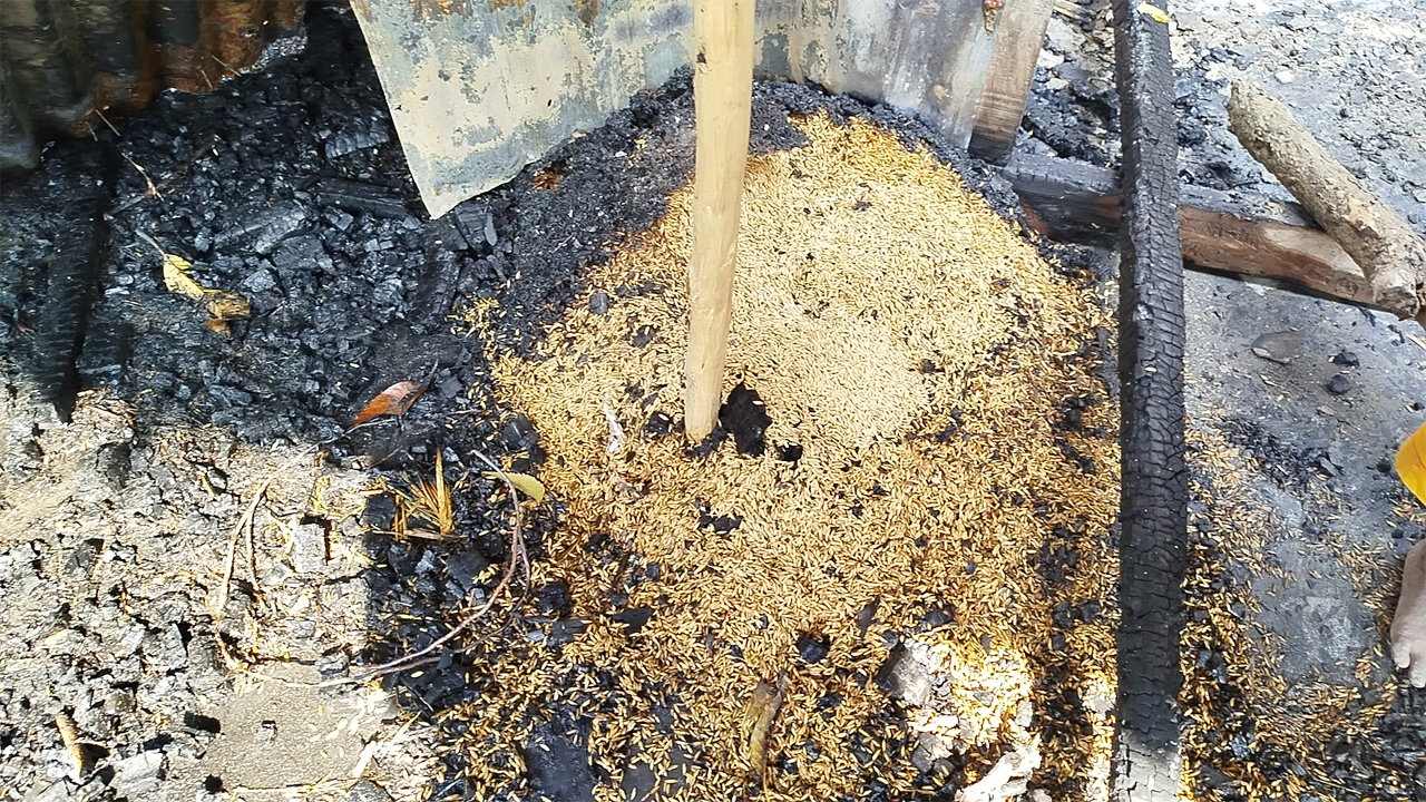 পুড়ে যাওয়া শস্য