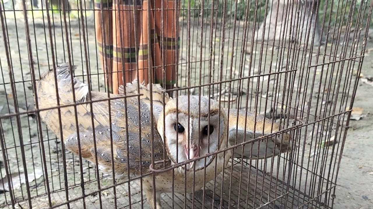 লক্ষ্মী পেঁচা