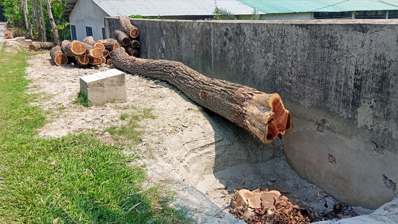 কেটে রাখা গাছ