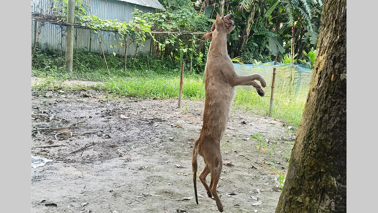 অচেনা হিংস্র প্রাণী