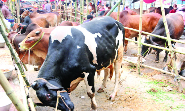 রাজধানীর কাজলা হাটে গরু উঠেছে অনেক, ক্রেতা কম : নয়া দিগন্ত