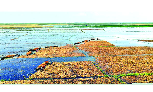 অষ্টগ্রাম উপজেলার মাদলা হাওরে পানিতে তলিয়ে যাওয়া ধান কাটছেন কৃষকরা  : নয়া দিগন্ত
