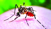 ডেঙ্গু আতঙ্কে দেশবাসী, বাড়ছে হুহু করে নিয়ন্ত্রণে নেই বৈজ্ঞানিক পদ্ধতি