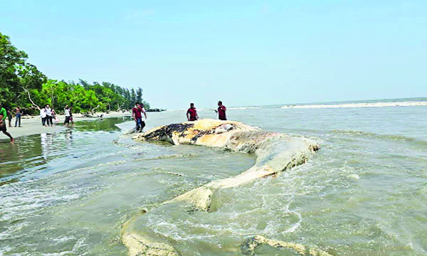 কুয়াকাটা উপকূলে ভেসে আসা মৃত তিমির পাশে পরিবেশকর্মীরা : নয়া দিগন্ত