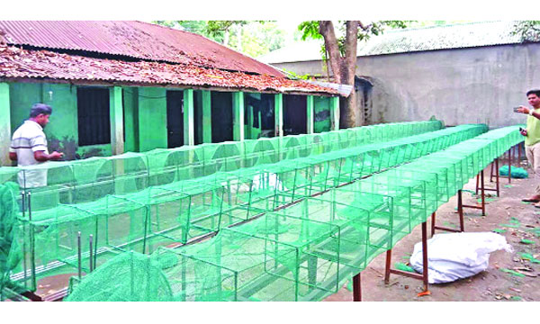 ভয়ানক ফাঁদ চায়না দুয়ারী জাল : নয়া দিগন্ত