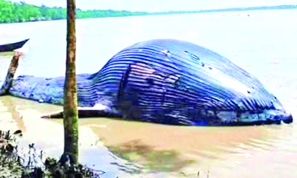 তালতলীতে ভাসছে ৩২ ফুটের মৃত তিমি  উপকূলে চাঞ্চল্য