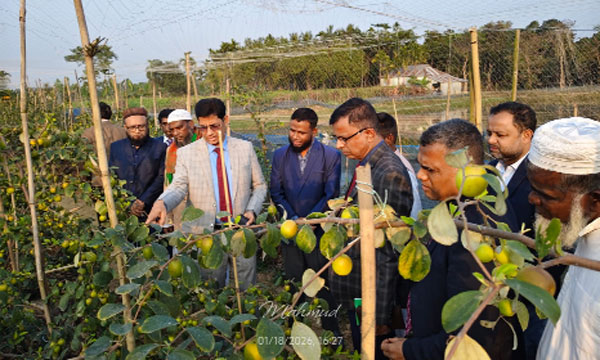 সিলেট অঞ্চলে পতিত জমিতে সবুজ বিপ্লব