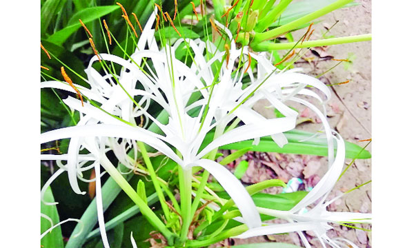 বর্ষার রানী কেয়া
