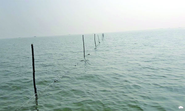 পাঙ্গাইশসার চরে জোয়ারের সময় খুঁটিতে পাতা ইলিশের জাল : রফিকুল হায়দার ফরহাদ