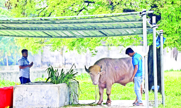 চিড়িয়াখানায় ‘ডোনাল্ড ট্রাম্প’ : নয়া দিগন্ত