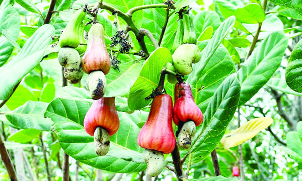 পাহাড়ে বাড়ছে কাজু বাদামের চাষ অর্থনীতিতে যোগ হচ্ছে নতুন সম্ভাবনা