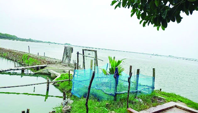 চকরিয়ার একটি চিংড়ি ঘের